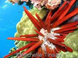 Pencil Urchin by Michelle Tinsay 